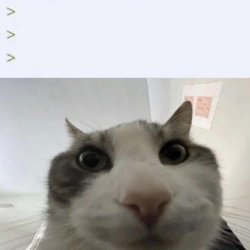 Looks Inside Meme Template