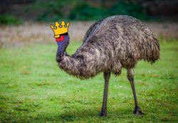 COQINU emu Meme Template