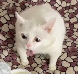 Fat White Gag Cat Meme Template