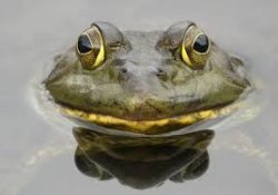 frog Meme Template