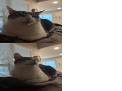 Cat angry vs happy Meme Template