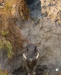 Leopard stalking warty boar Meme Template