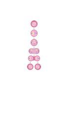 Mitosis Meme Template