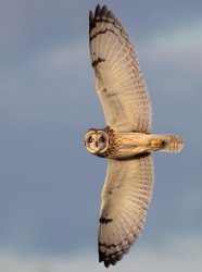 Owl Meme Template