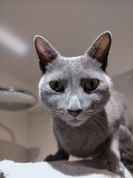 He aint playin Meme Template