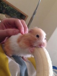 Hamster eating banana Meme Template