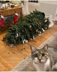 Cat & Christmas Tree Meme Template