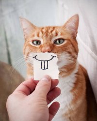 Cat Smile Paper Meme Template