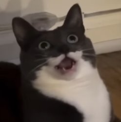 surprise cat Meme Template