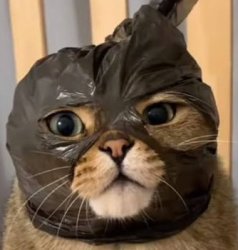 Cat mask Meme Template