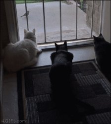 Dog scares cats looking at a bird Meme Template