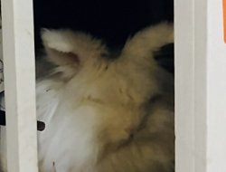 Bunny look Meme Template