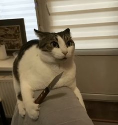 Cat with a knife Meme Template