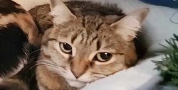 lazy cat Meme Template