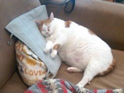 Fat cat sleep Meme Template