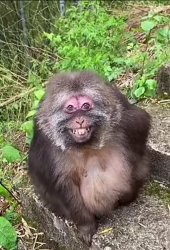 XingXing smiling monkey Meme Template