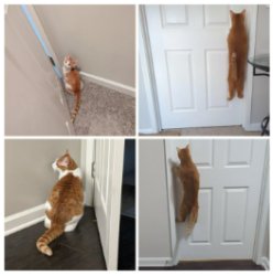 Spider Cat Meme Template