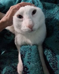 Silly Coconut Cat Meme Template