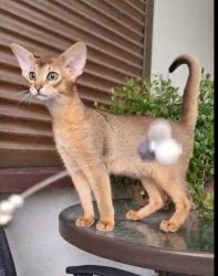 Abyssinian Kitten Meme Template