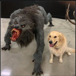 Werewolf dog reversed Meme Template