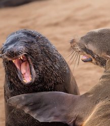 Seal Joke Meme Template