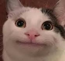 beluga cat Meme Template