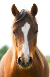 Front Facing Horse Meme Template