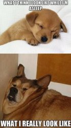 dog asleep Meme Template