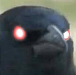 Crow of judgement Meme Template