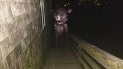 Body of a Pig Meme Template