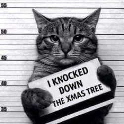 Criminal cat Meme Template