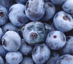 Blueberry dog Meme Template