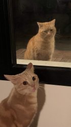 cats Meme Template