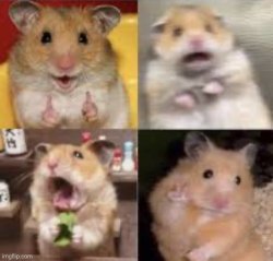 Hamster are you Meme Template