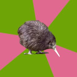 Kiwi pinwheel bird Meme Template