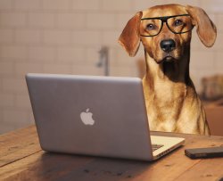 Dog glasses laptop computer JPP Legina Meme Template