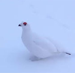 awebo bird Meme Template