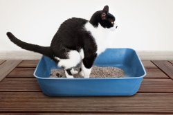 Cat litter box Meme Template