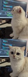 Coding cat Meme Template