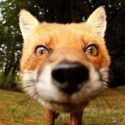 Fox looking Meme Template