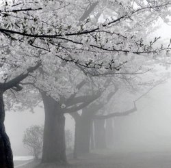 Wintertime Cherry Blossoms. Meme Template