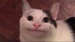 :| Cat Meme Template