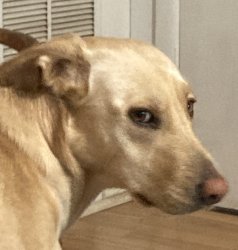 Dog Side-eye Meme Template