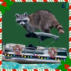 Raccoon on a pontoon Meme Template