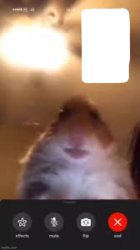 Hamster calling Meme Template