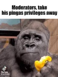 moderators, take his pingas privileges away Meme Template