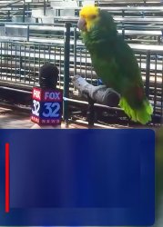 fox news parrot Meme Template