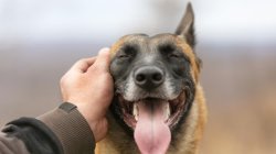 Pet dog on head Meme Template