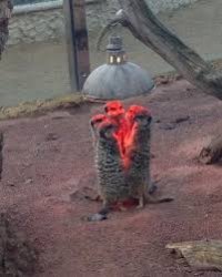 Meerkat heatlamp Meme Template