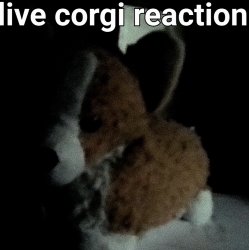 live corgi reaction Meme Template